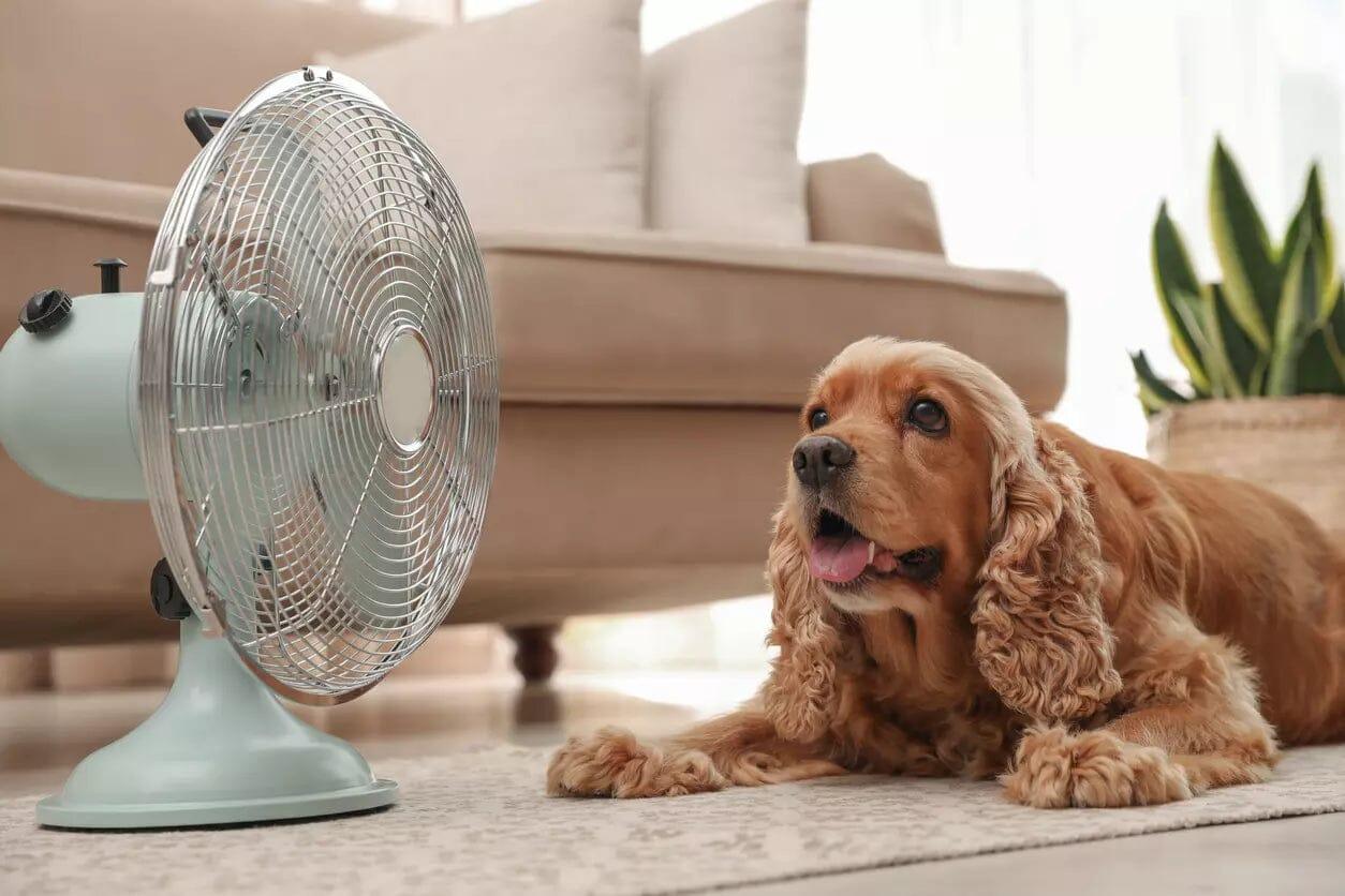 Cuidados com o pet no calor do verão - Movimento Pet
