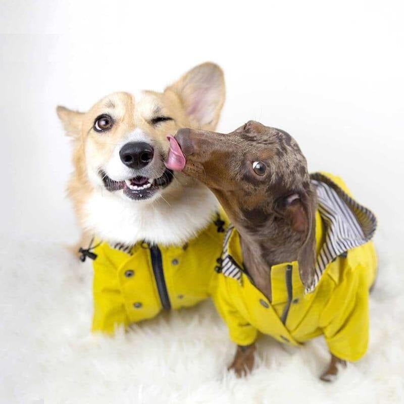 Capa De Chuva Para Cachorro Spoth - Movimento Pet 