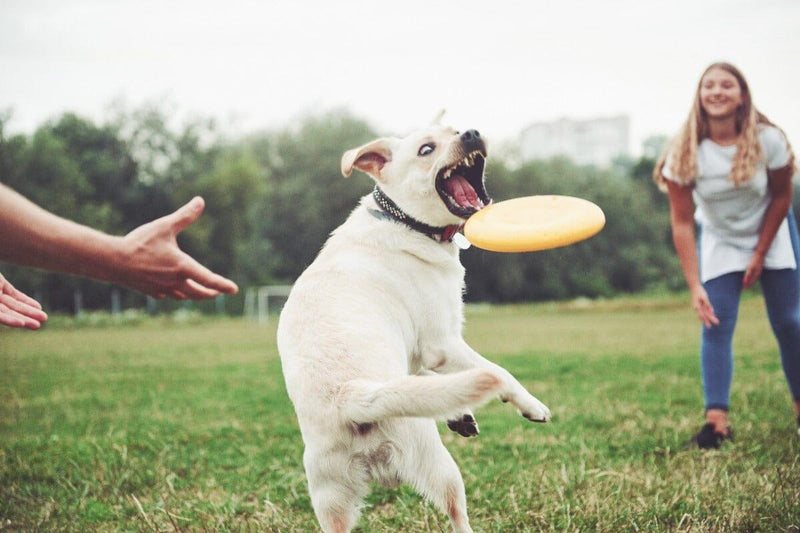 Brincadeiras divertidas para cães e gatos - Movimento Pet