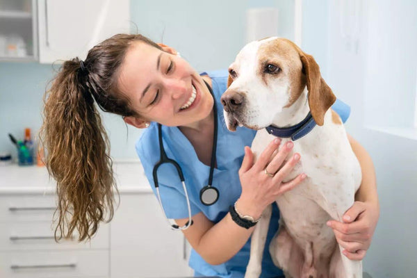 Qual a frequência certa para as consultas ao veterinário? - Movimento Pet