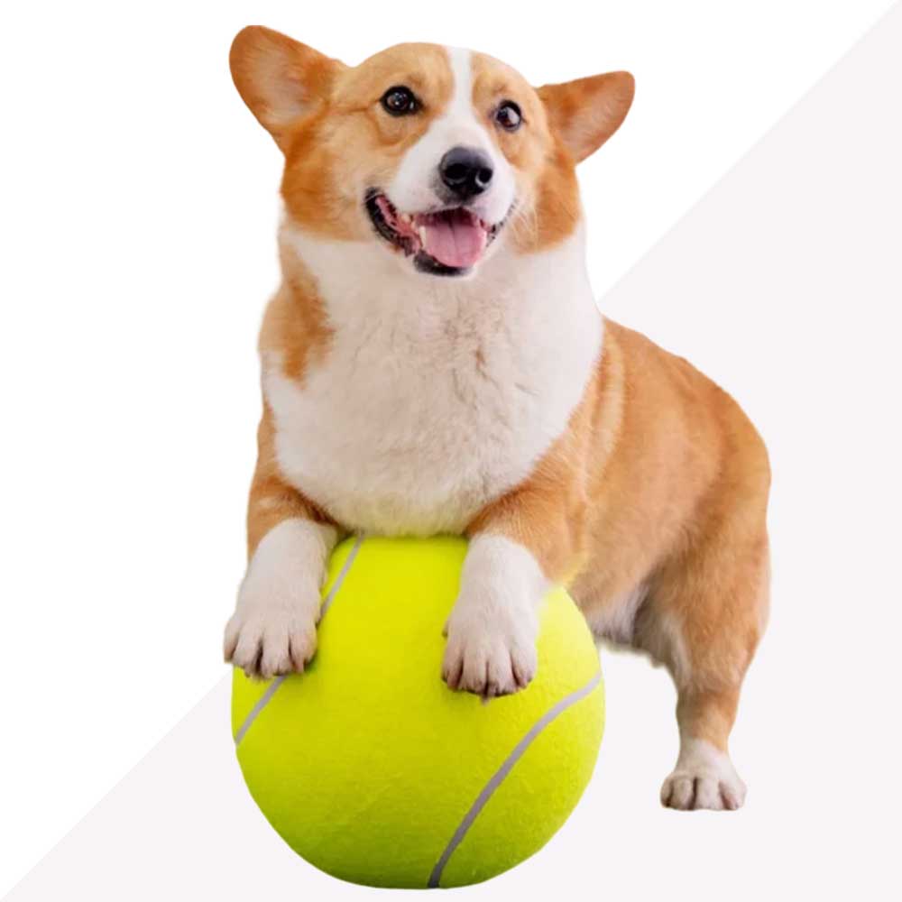 Brinquedo Bola Resistente de Tennis para Cão