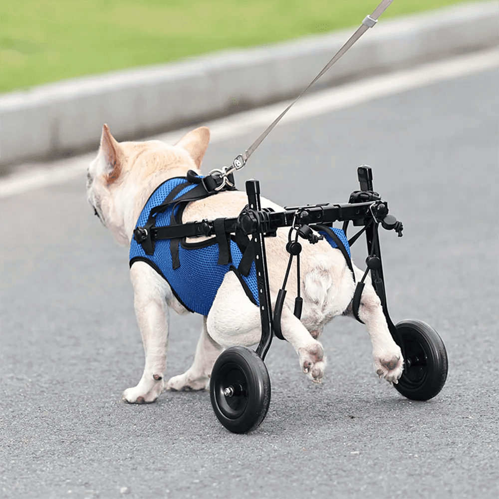 Cadeira de Rodas para Cachorros com Deficiência - Movimento Pet 
